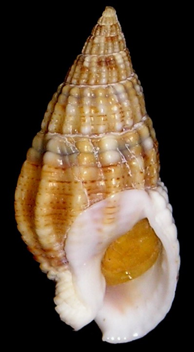 Nassarius reticulatus (L., 1758)